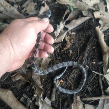 gnomo do cerrado