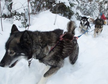 Dog Sledding - Treinamento de Inverno Outward Bound Canada