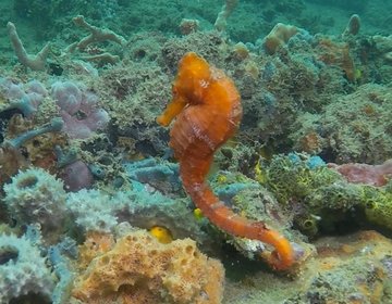 Seahorses